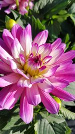 Close-up of pink flowers blooming outdoors