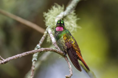 Close-up of bird perching on plant