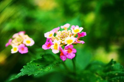 Close-up of pink flowers