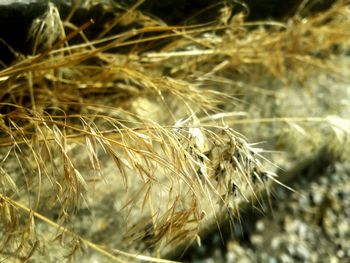 Close-up of wheat plant on field