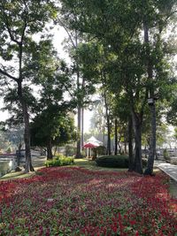 View of flowering plants in park