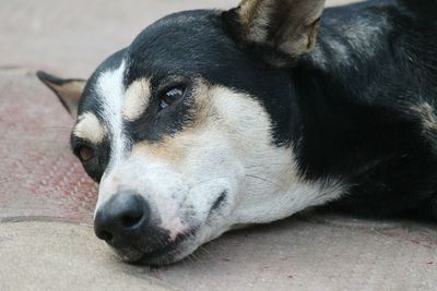 Close-up of dog