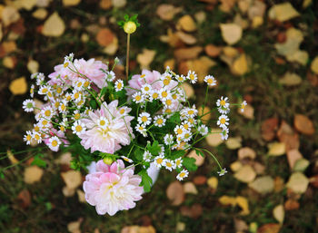 Close-up of pink flowers blooming outdoors