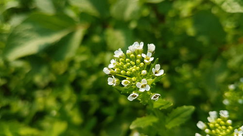 Close-up of flowers blooming outdoors