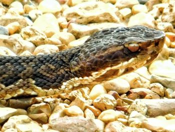 Close-up of lizard