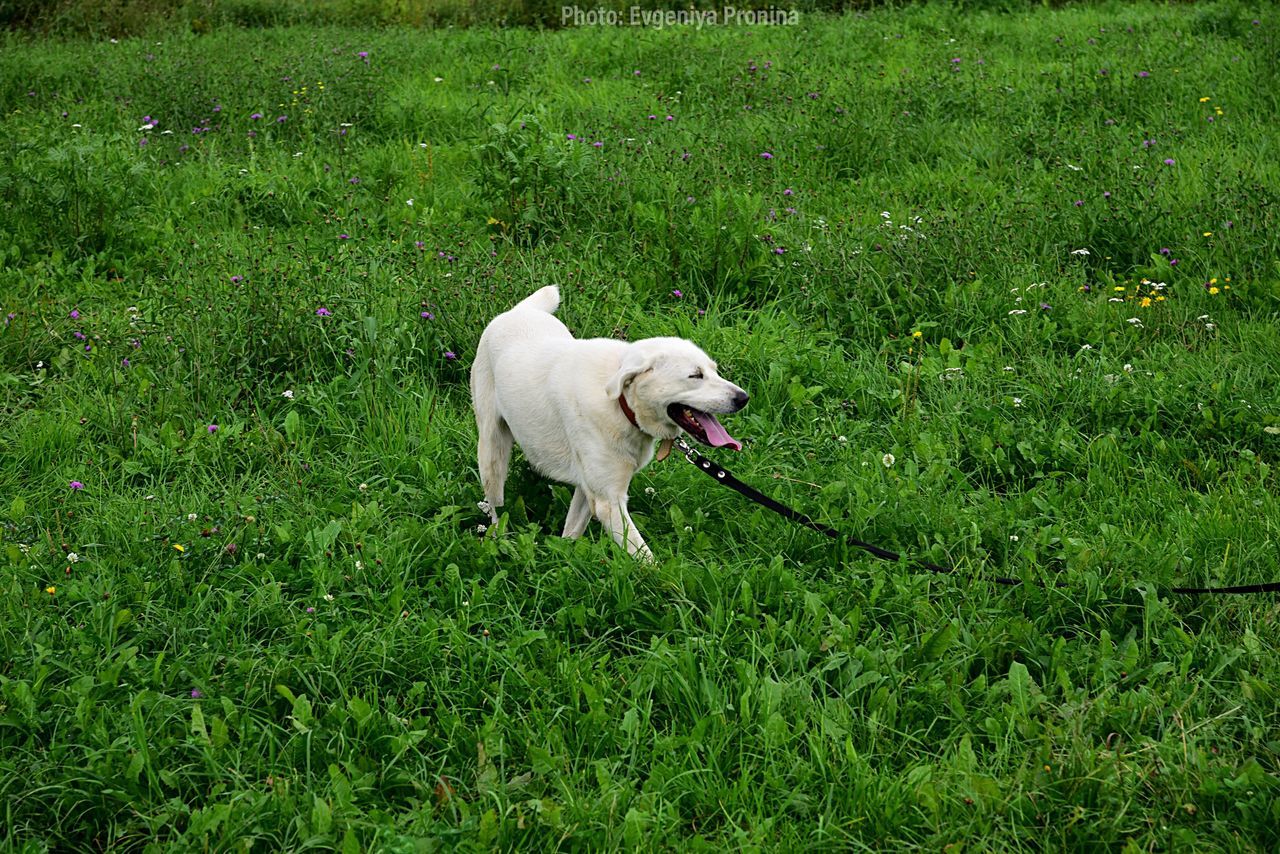 WHITE DOG RUNNING ON GRASS