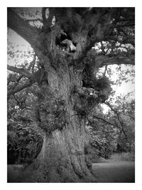 Lizard on tree against sky