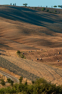 Wavy hills in tuscan farmland
