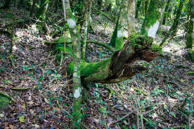 Close-up of tree trunk in forest