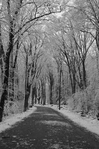 Bare trees in forest during winter
