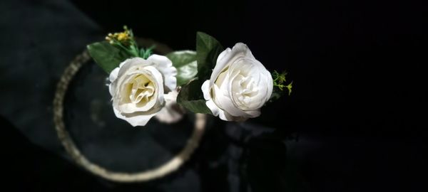 Close-up of white rose against black background