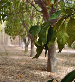 Close-up of tree