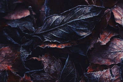 Full frame shot of dried autumn leaves