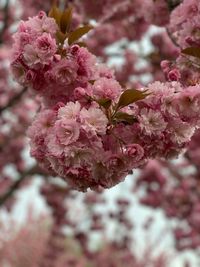 Close-up of pink cherry blossom