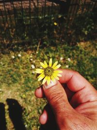 Close-up of hand holding yellow flower