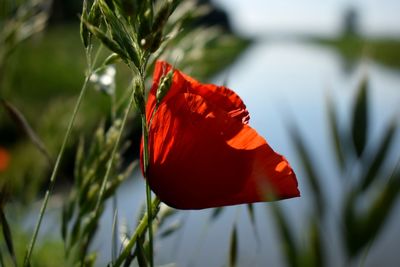 Close-up of red poppy flower