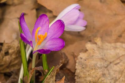 Crocus, crocuses or croci in pink, violet, blue, yellow etc.