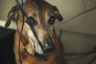 Close-up of dog
