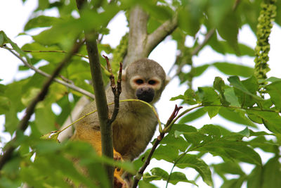 Low angle view of monkey on tree