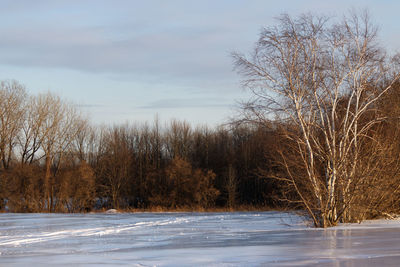 Bare trees on snow covered land against sky