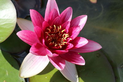 Close-up of pink water lily in pond