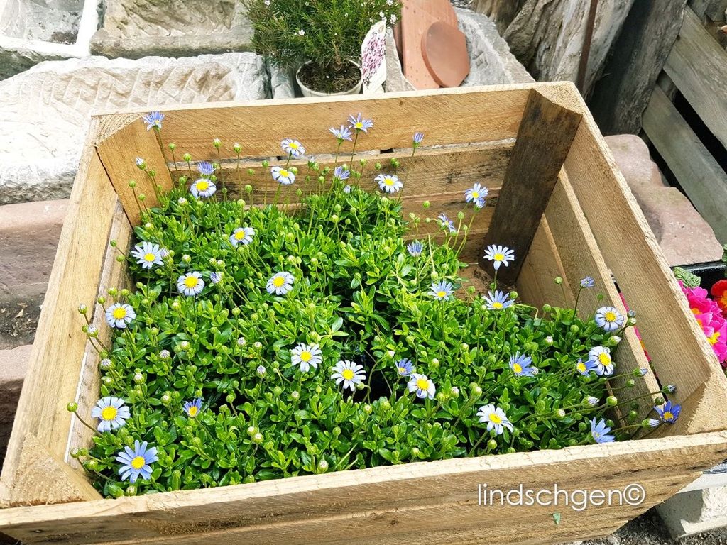 high angle view, plant, day, outdoors, flower, growth, no people, grass