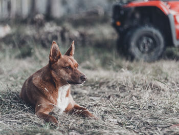 A young australian kelpie that is used for mustering sheep