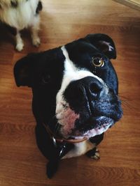 High angle portrait of dog on hardwood floor