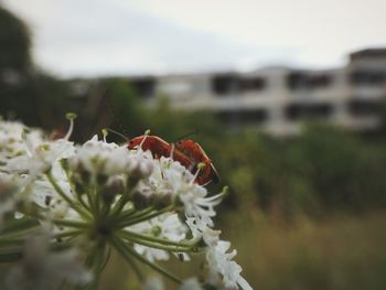 Close-up of insect pollinating on flower