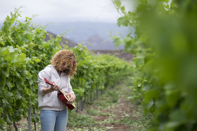 Woman playing guitar while standing amidst plants at vineyard