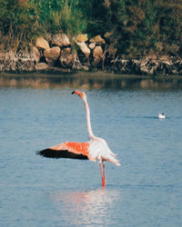 View of bird in lake