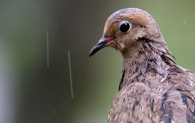 Wet head in the rain