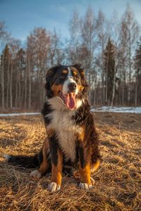 Dog looking away in forest