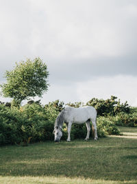 View of a horse grazing in field