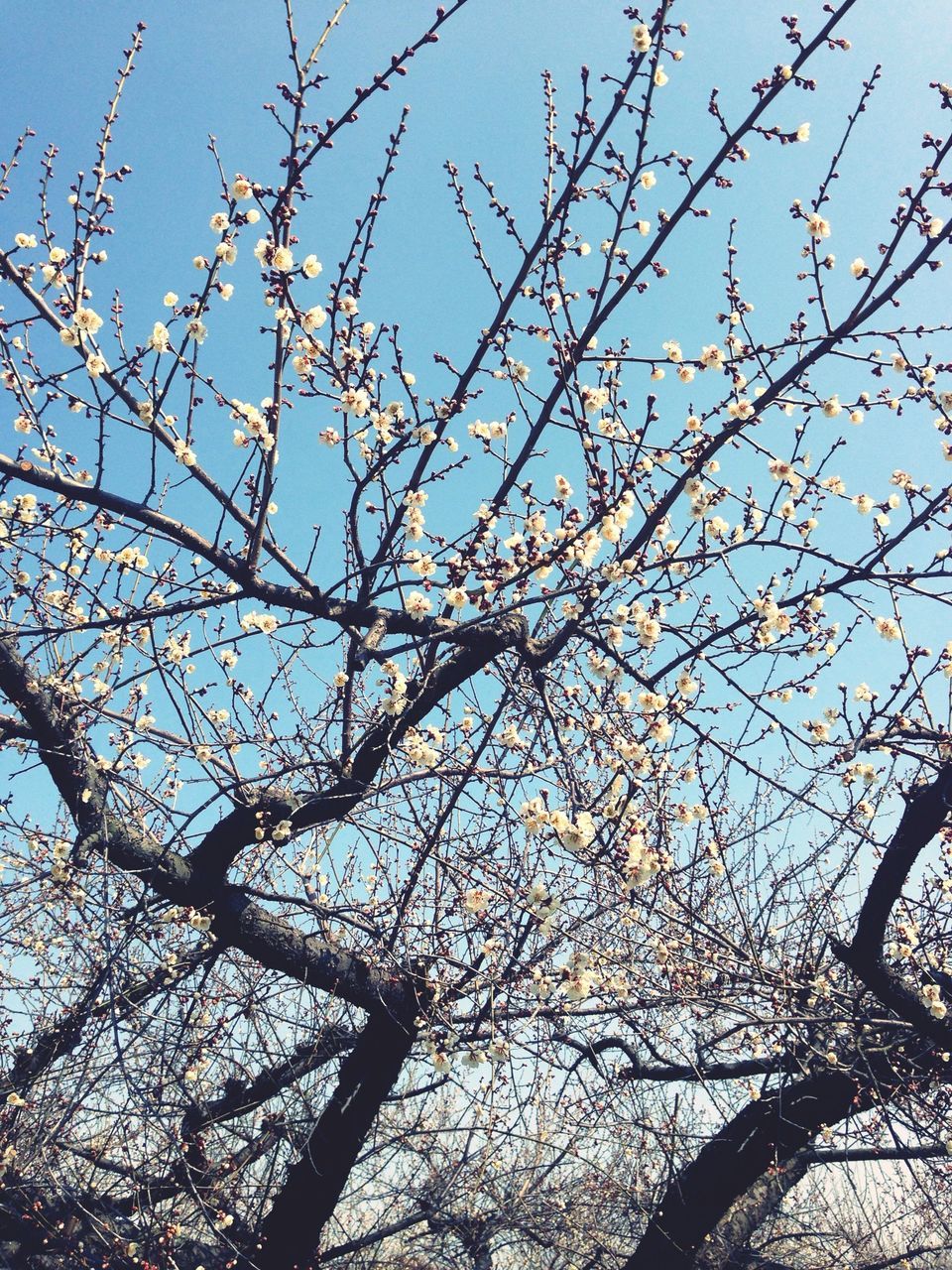 branch, tree, low angle view, growth, clear sky, nature, sky, flower, beauty in nature, sunlight, bare tree, day, no people, outdoors, freshness, tranquility, yellow, fragility, close-up, twig