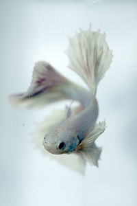 Close-up of dead fish against white background