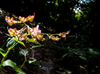 Close-up of insect on plant