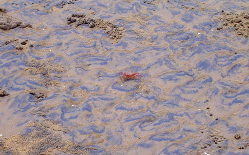 High angle view of fish swimming in water