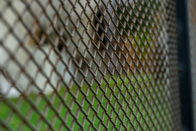 Close-up of chainlink fence