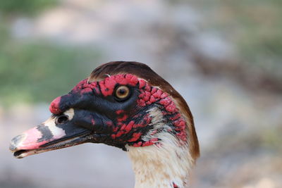 Close-up of a bird looking away