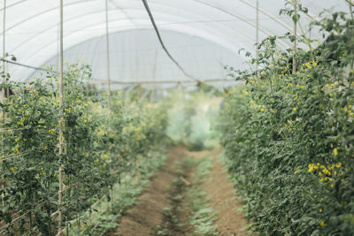 Plants growing in greenhouse