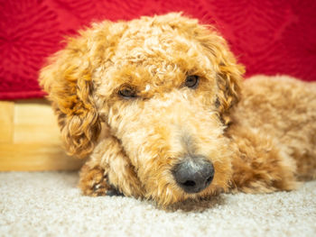 Close-up of dog lying down on carpet