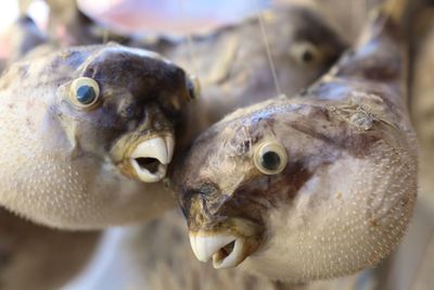 Close-up of fish for sale