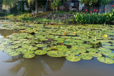 Water lily in lake