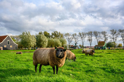 Sheep grazing in a field