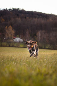 Dog in a field