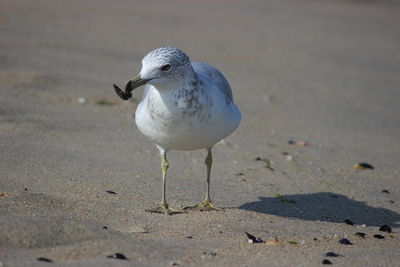 Close-up of seagull on sand