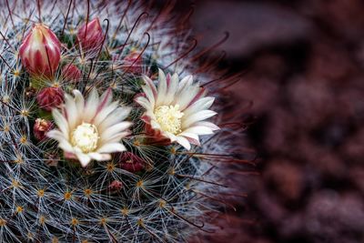 Close-up of cactus plant