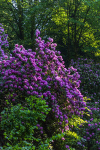 Purple flowers on tree