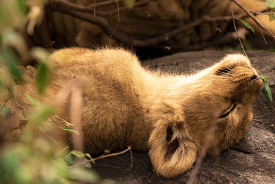 Alison cub relaxing